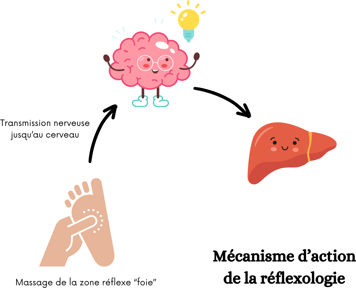 massage zone reflexe foie
